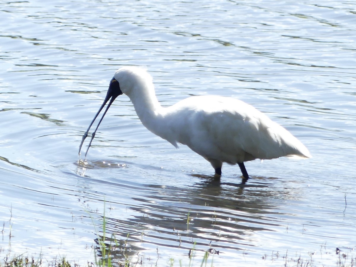 Royal Spoonbill - ML642316801