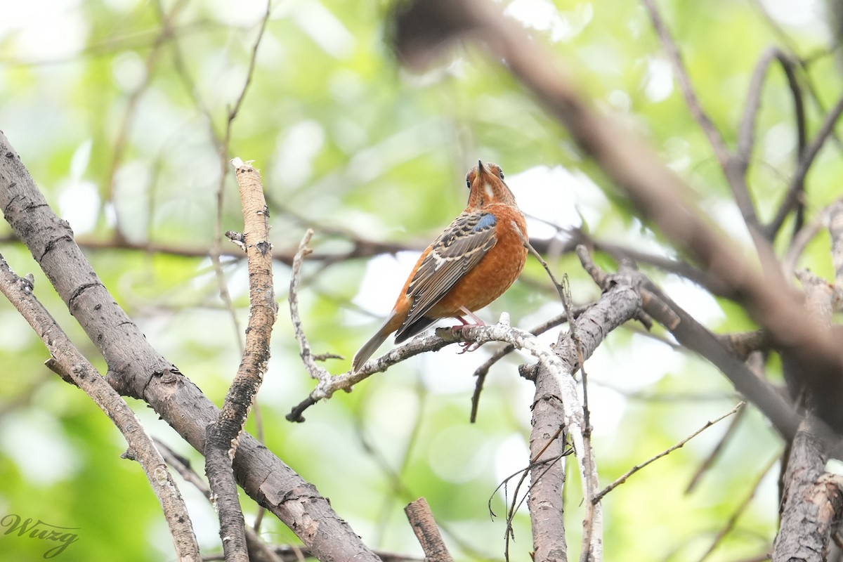White-throated Rock-Thrush - ML642316806