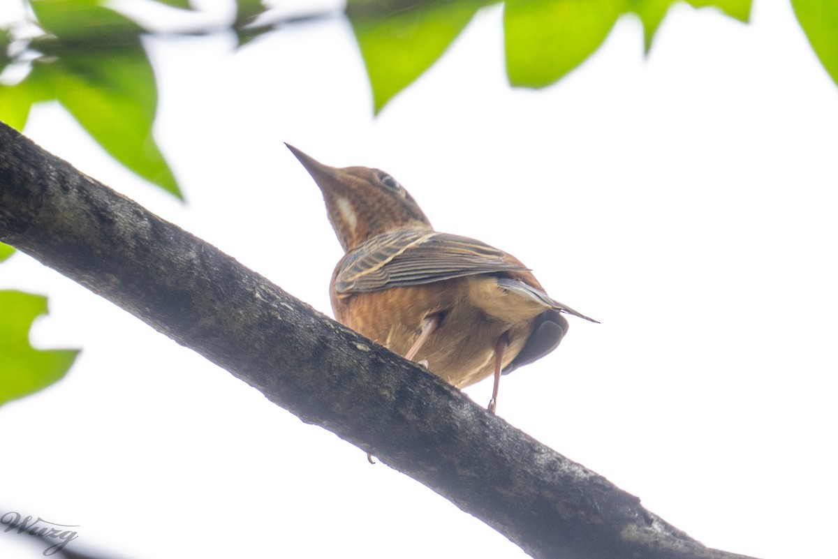 White-throated Rock-Thrush - ML642316807