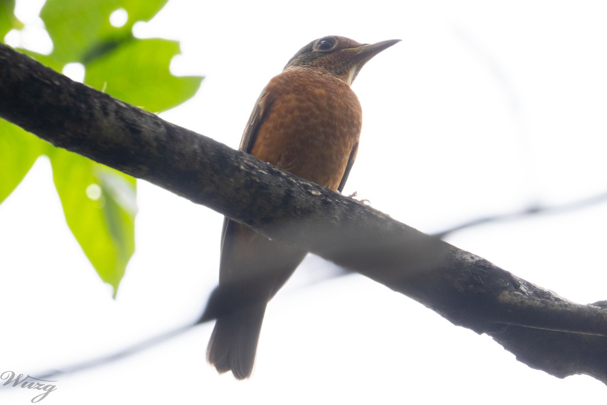 White-throated Rock-Thrush - ML642316808