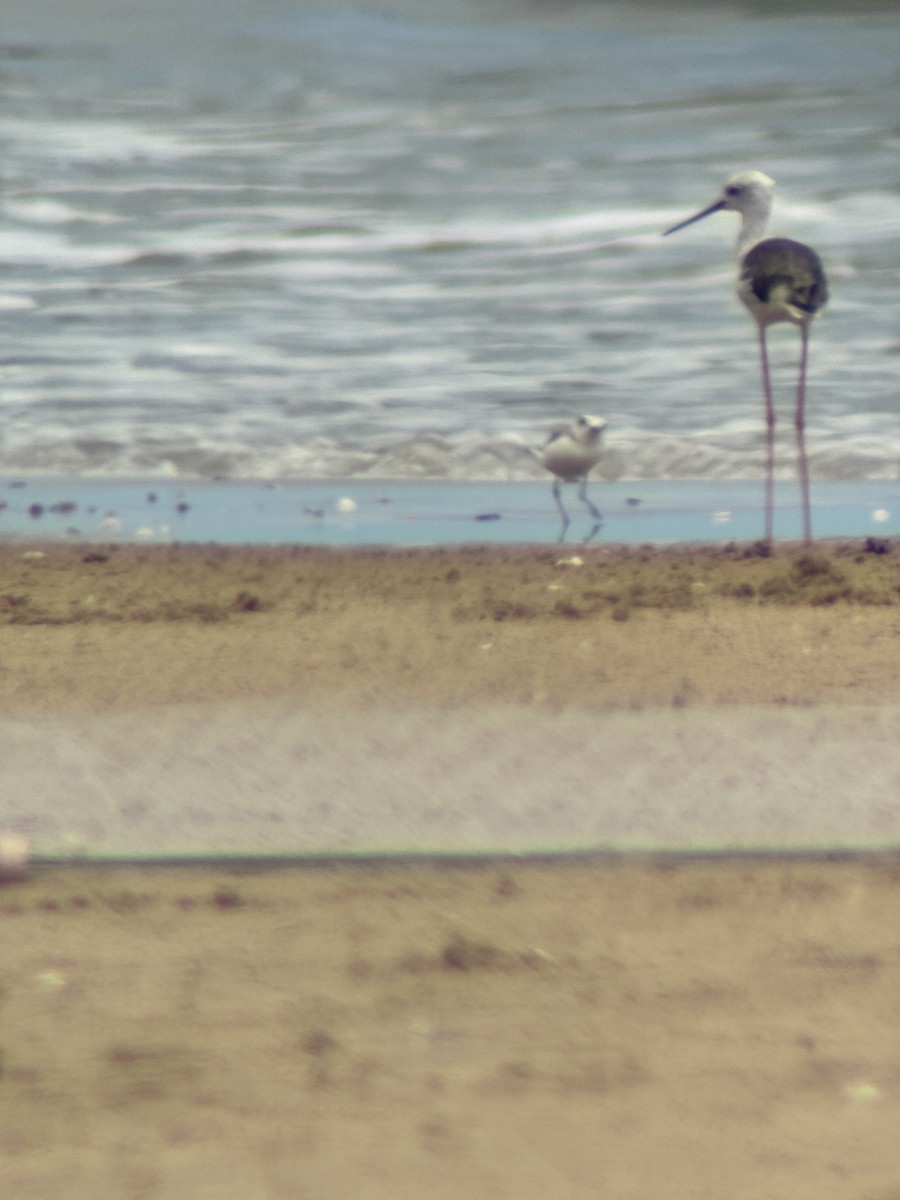 Malaysian Plover - ML642316809