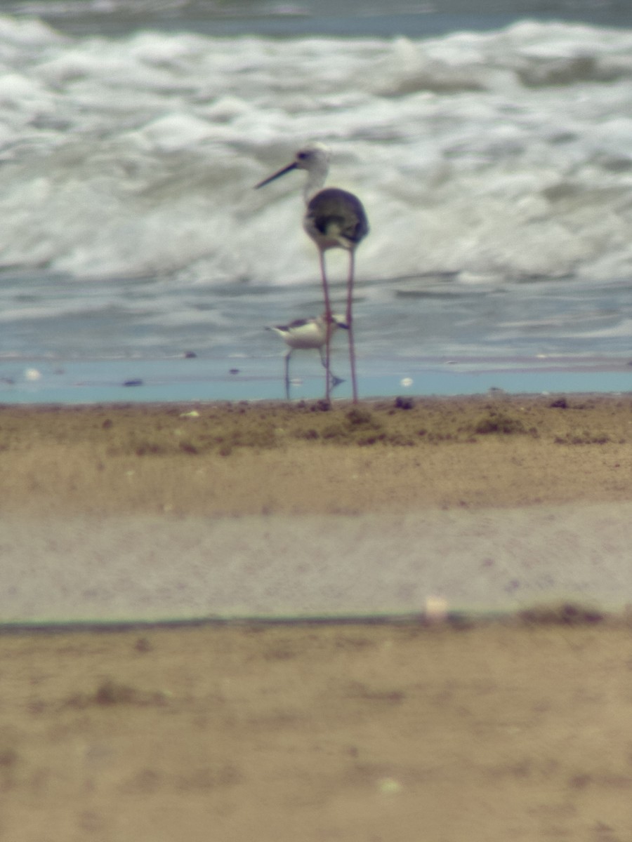 Malaysian Plover - ML642316810