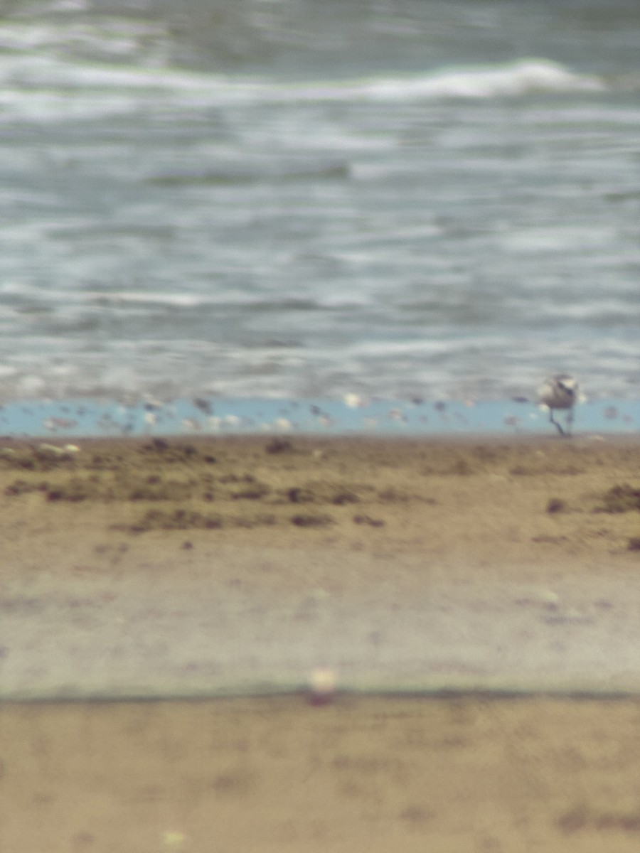 Malaysian Plover - ML642316811