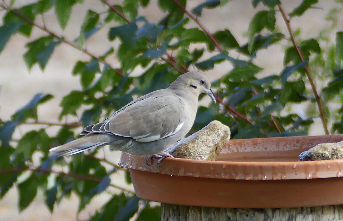 White-winged Dove - ML642316814