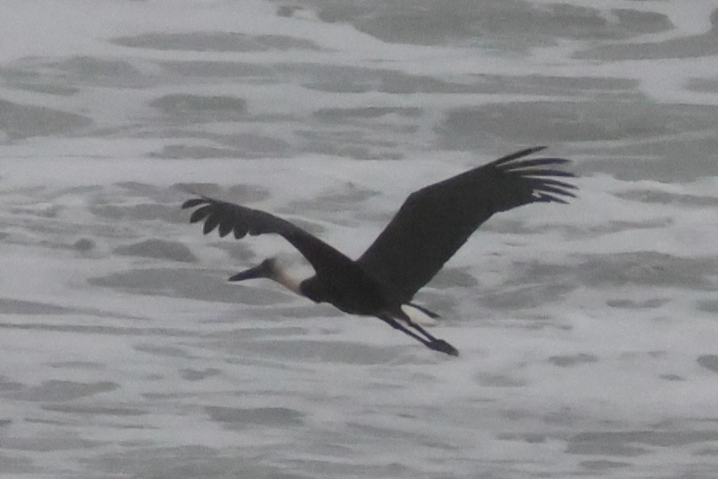 African Woolly-necked Stork - ML642316815
