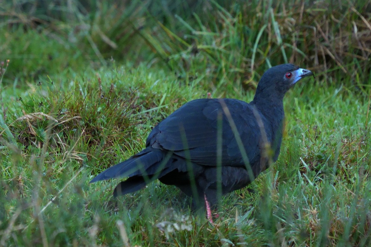 Black Guan - ML642316816