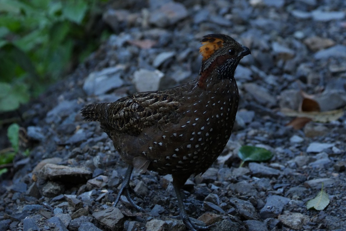 Spotted Wood-Quail - ML642316819
