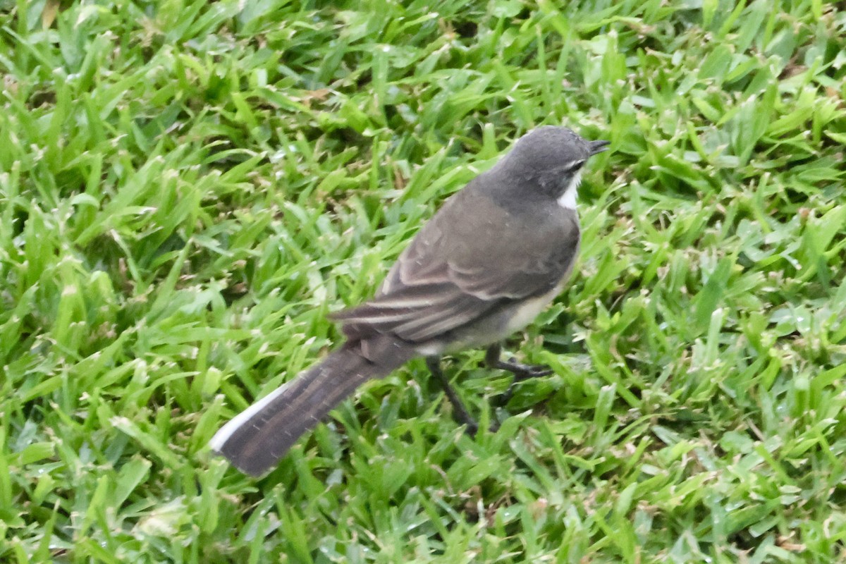 Cape Wagtail - ML642316823