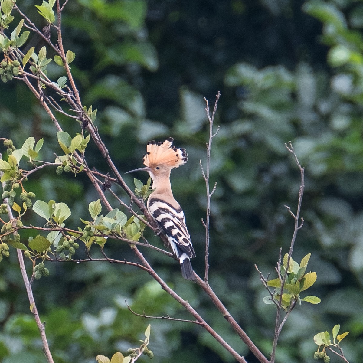 Eurasian Hoopoe - ML642316824