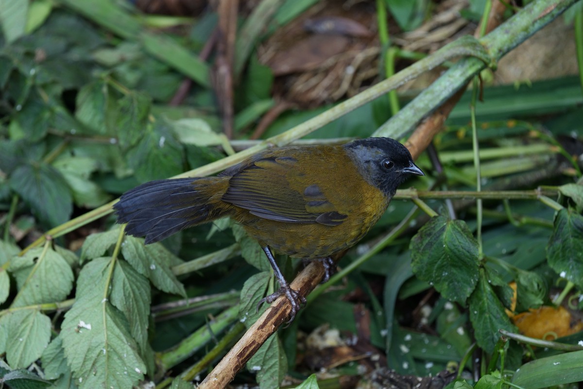 Large-footed Finch - ML642316843