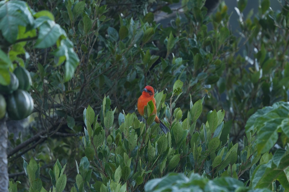 Flame-colored Tanager - ML642316851