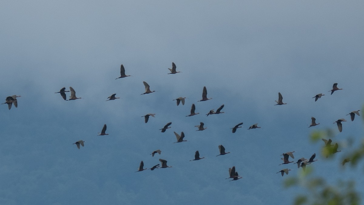 Glossy Ibis - ML642316852