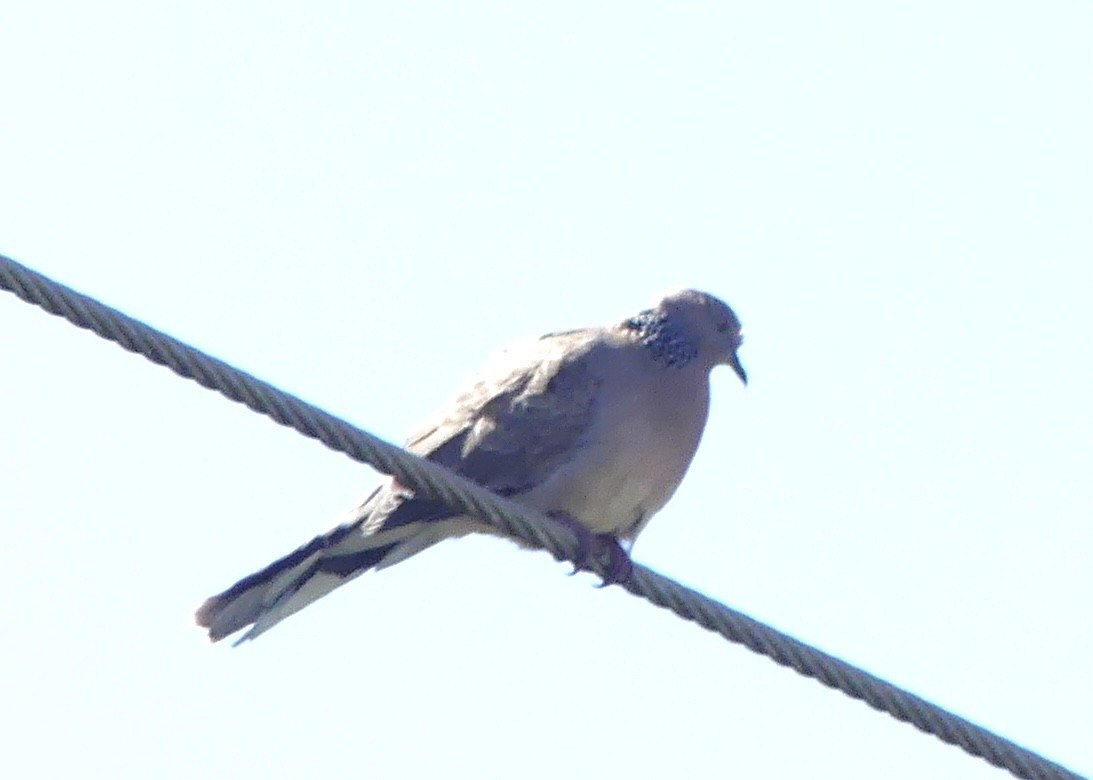 Spotted Dove - ML642316853