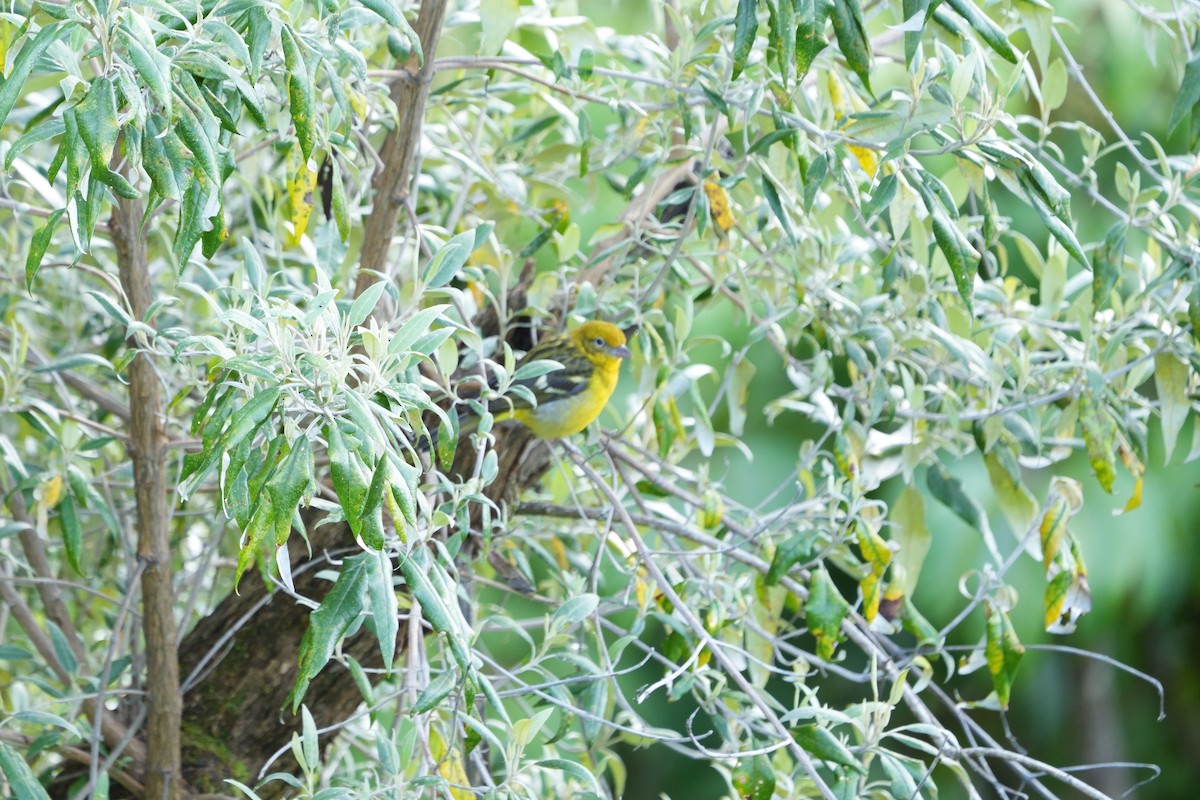 Flame-colored Tanager - ML642316854