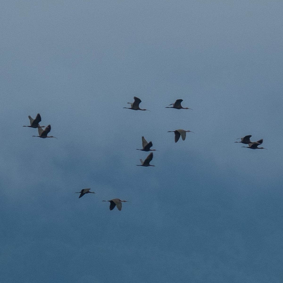 Glossy Ibis - ML642316857
