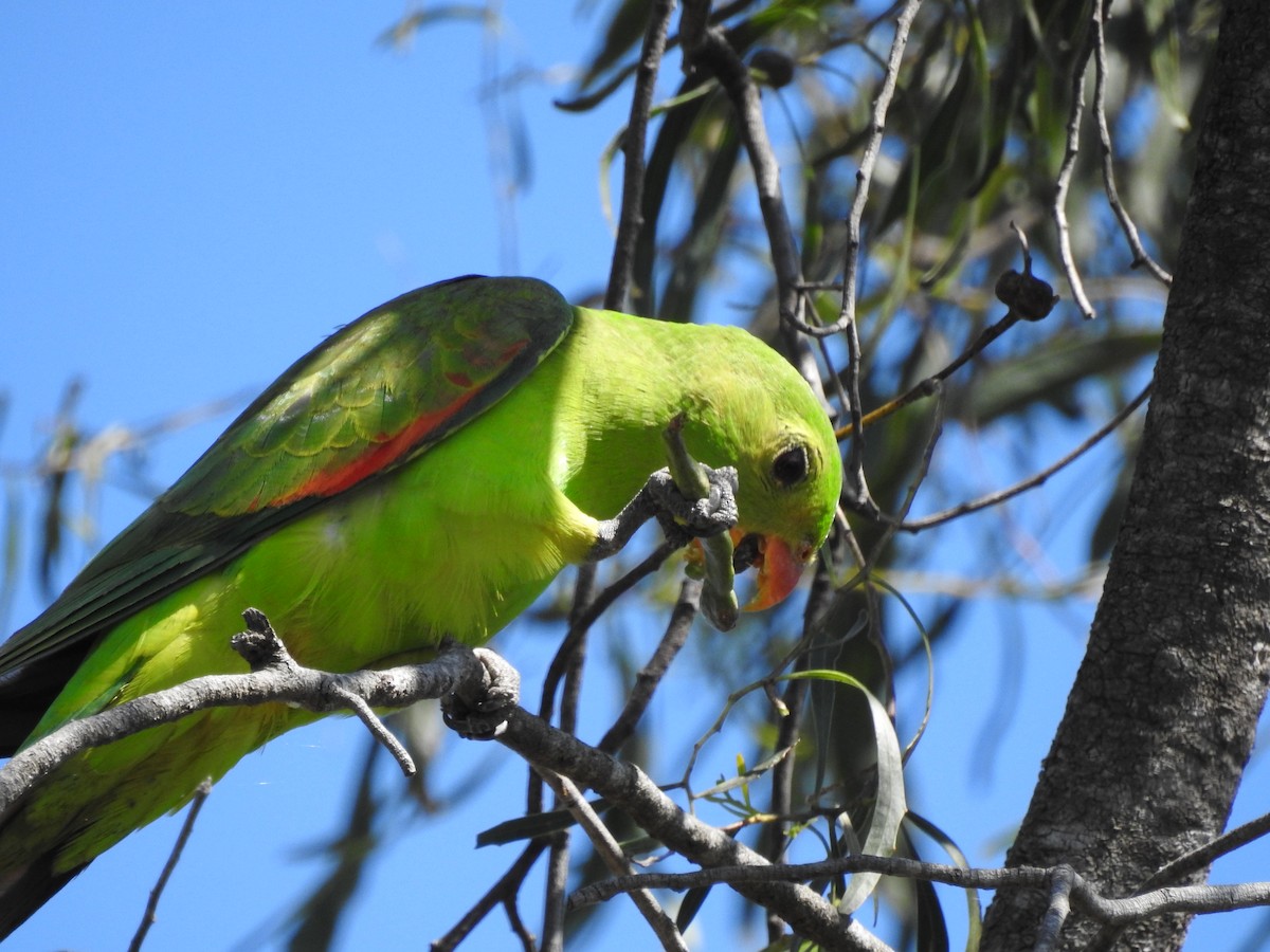 Red-winged Parrot - ML642316859