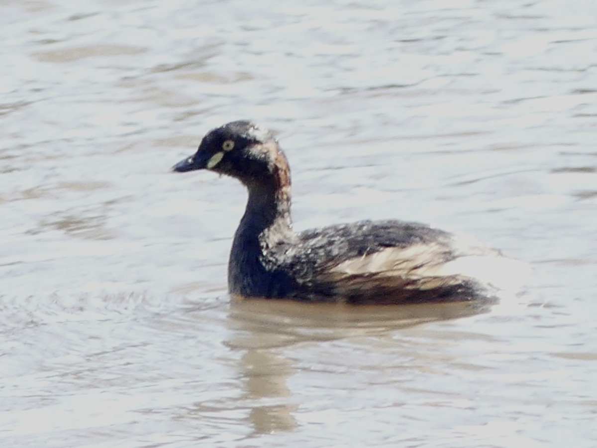 Australasian Grebe - ML642316860