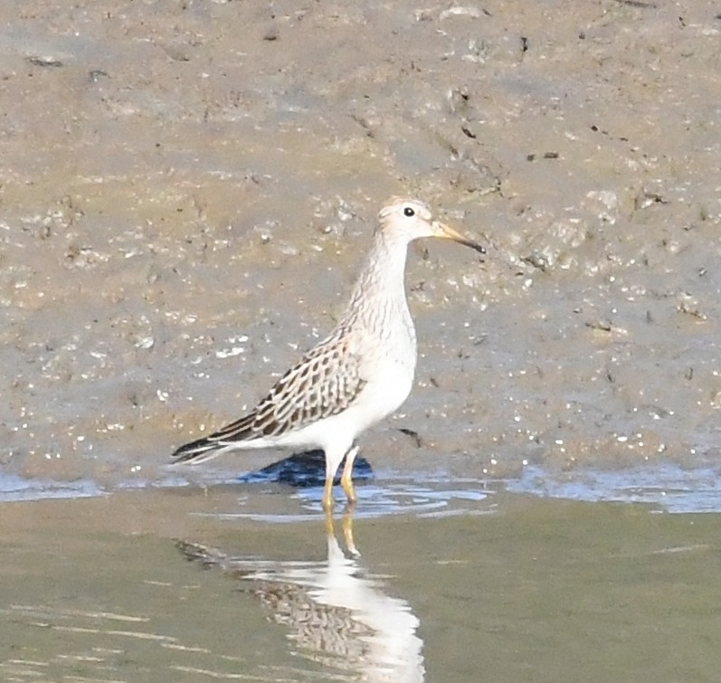 jespák skvrnitý - ML642316869