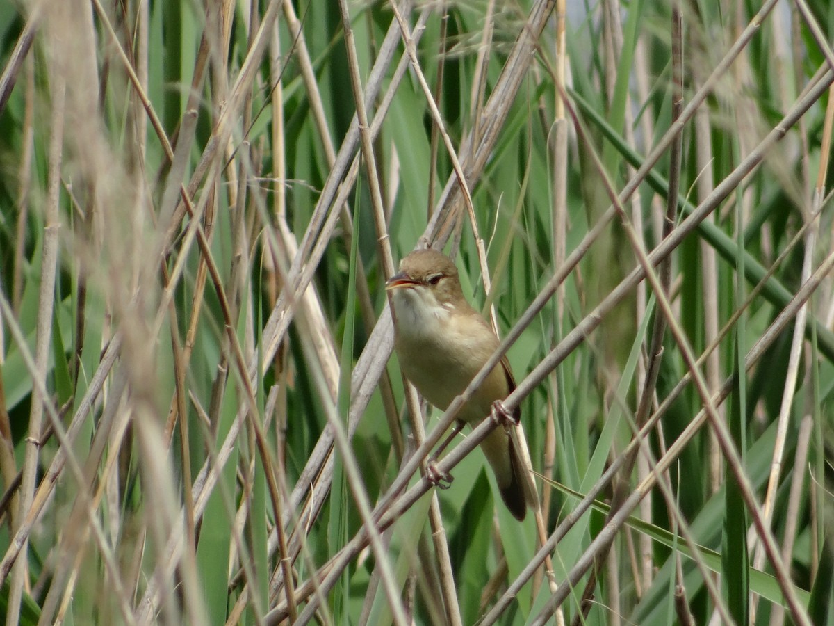Common Reed Warbler - ML642316872