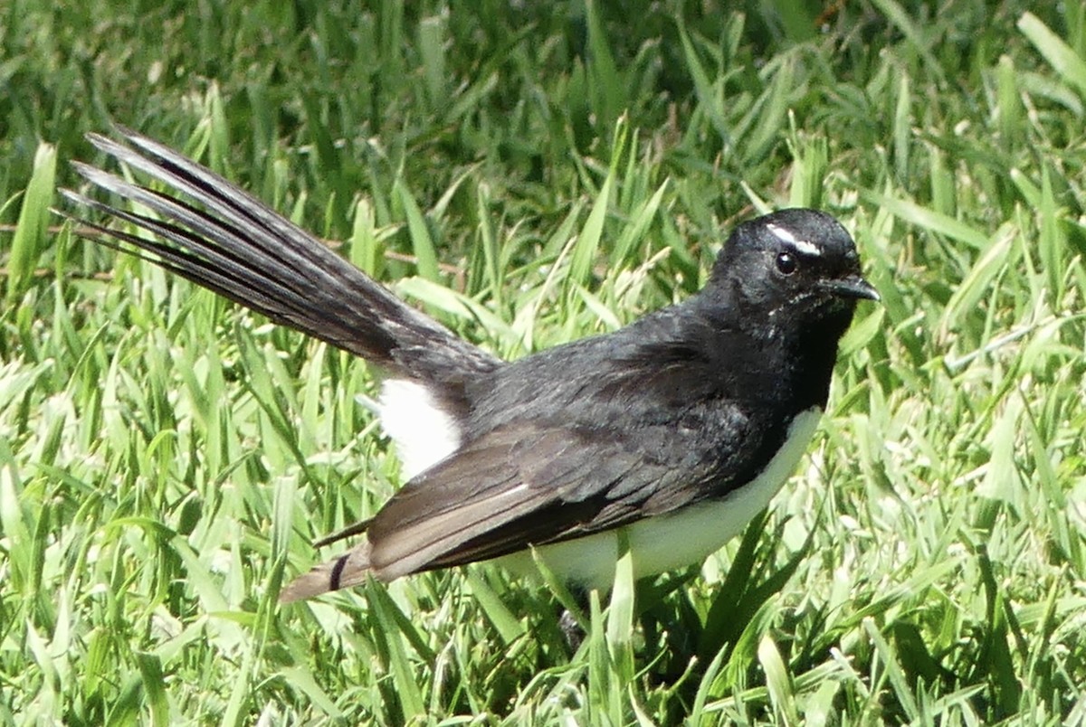 Willie-wagtail - ML642316873