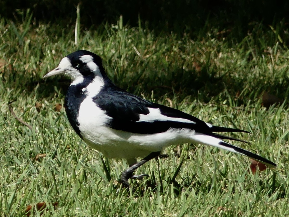 Magpie-lark - ML642316875