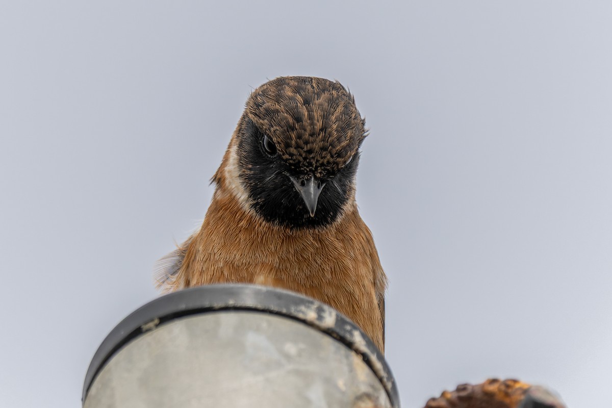 European Stonechat - ML642316876