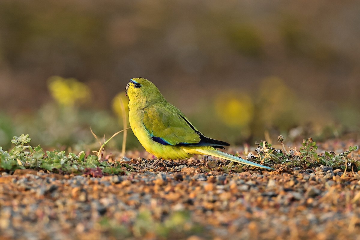 Elegant Parrot - ML642316877