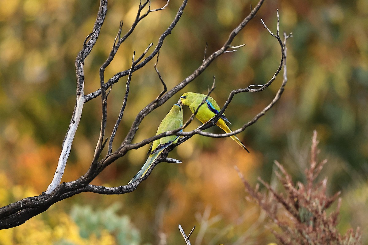 Elegant Parrot - ML642316878