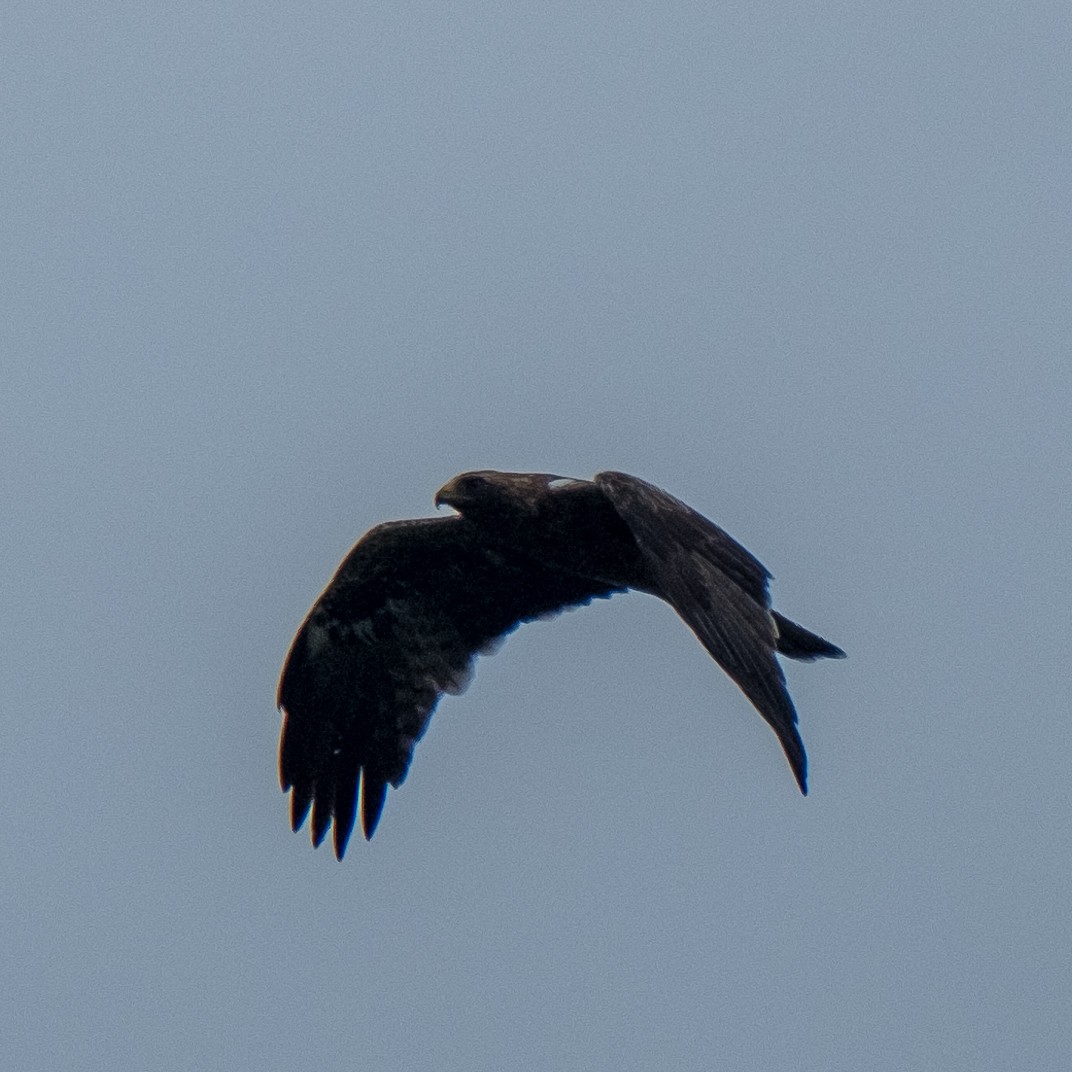 Бахим бүргэд - ML642316881