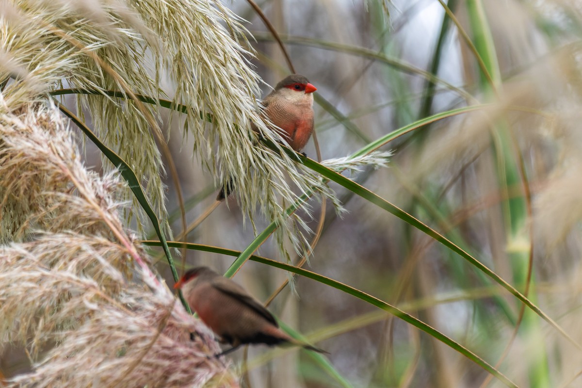 Common Waxbill - ML642316883