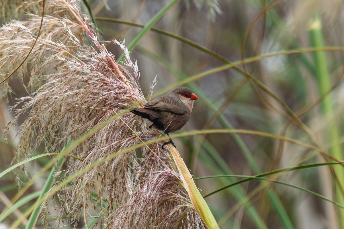 Common Waxbill - ML642316884