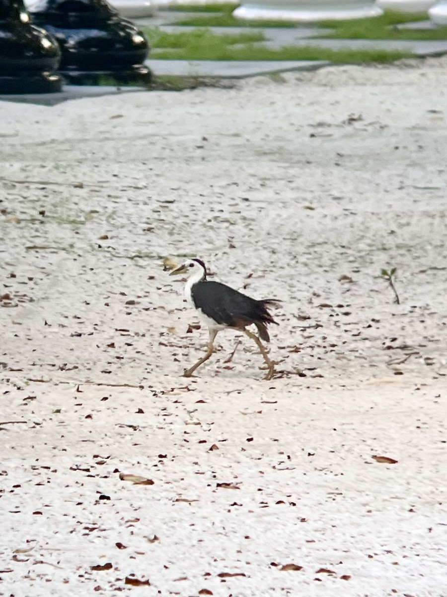 White-breasted Waterhen - ML642316887