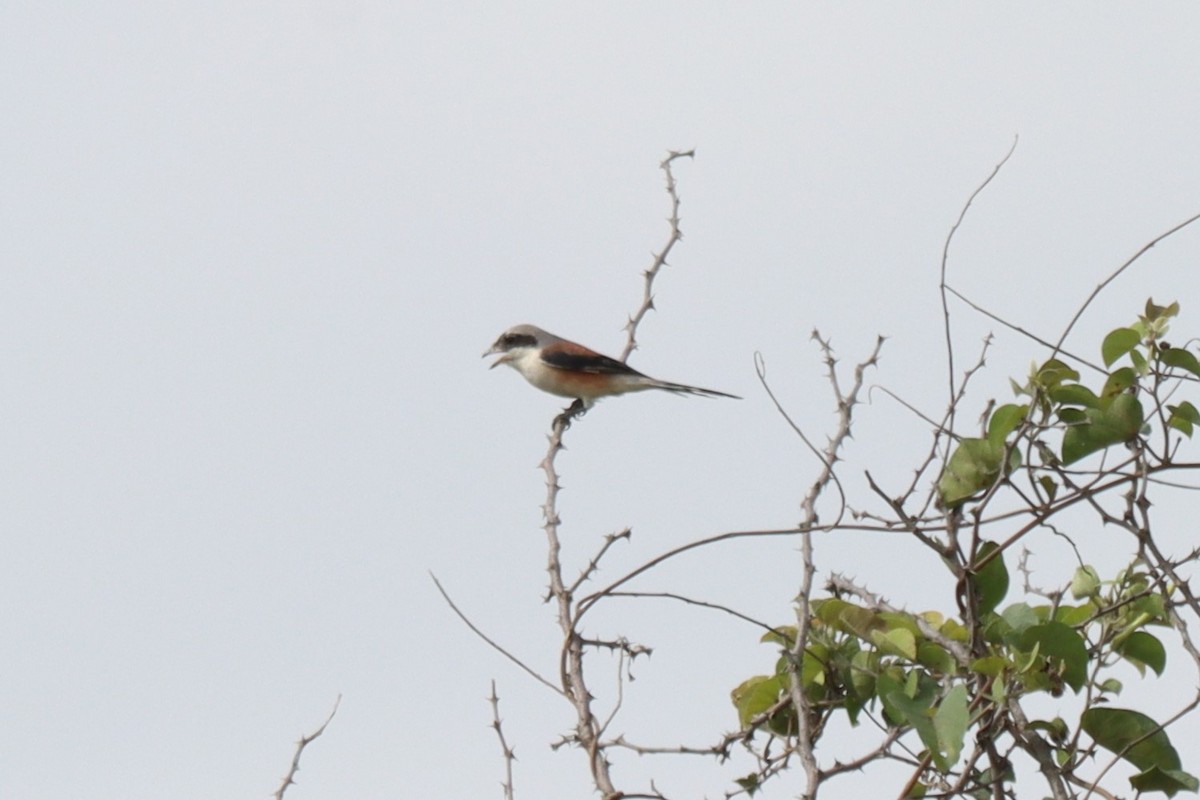Bay-backed Shrike - ML642316892