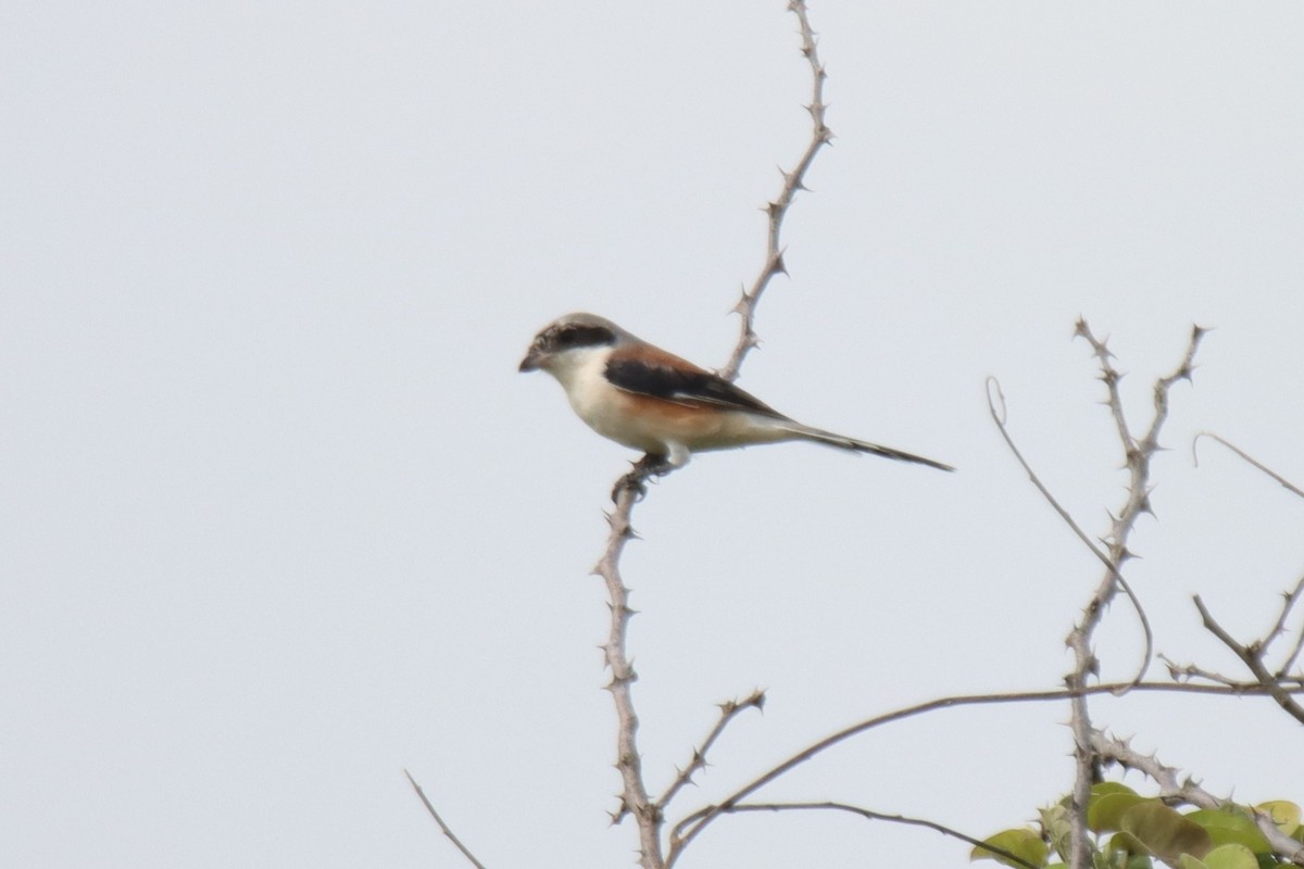 Bay-backed Shrike - ML642316893
