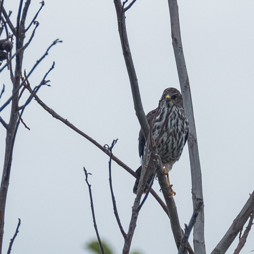 Levant Sparrowhawk - ML642316906