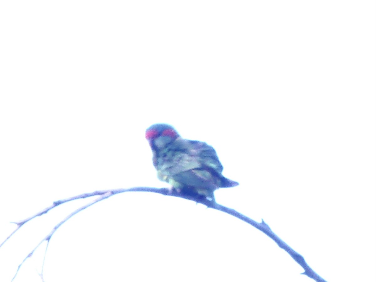 Musk Lorikeet - ML642316907