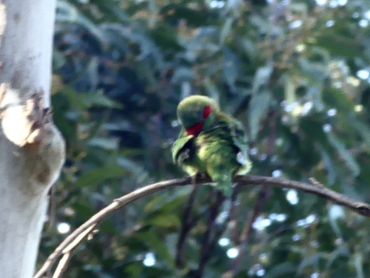 Musk Lorikeet - ML642316908