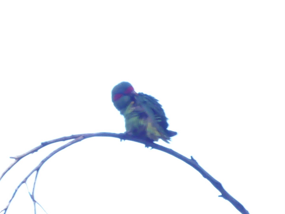 Musk Lorikeet - ML642316909