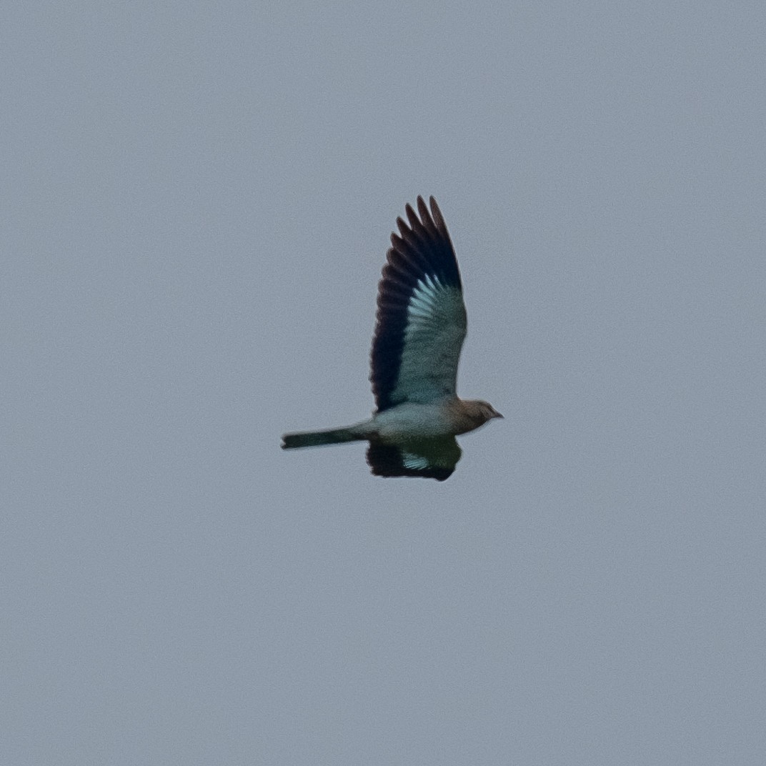 European Roller - ML642316911