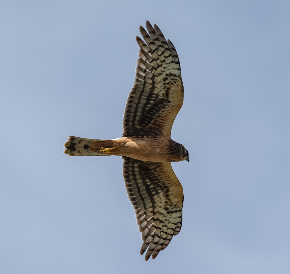 Northern Harrier - ML642316912