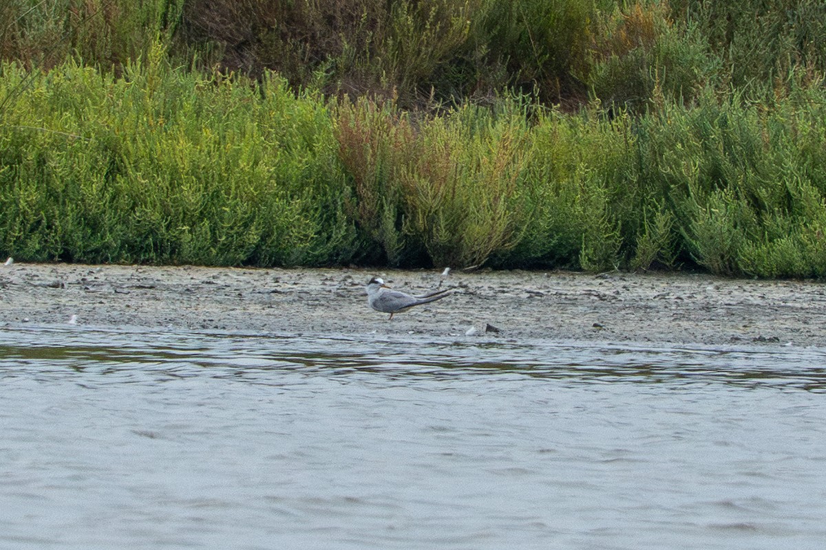 Little Tern - ML642316913