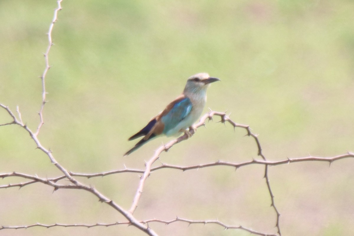 European Roller - ML642316914