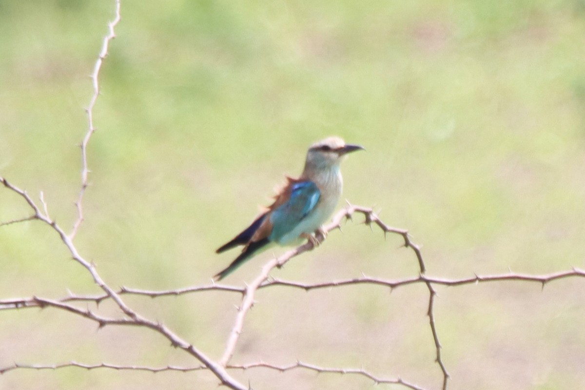 European Roller - ML642316915