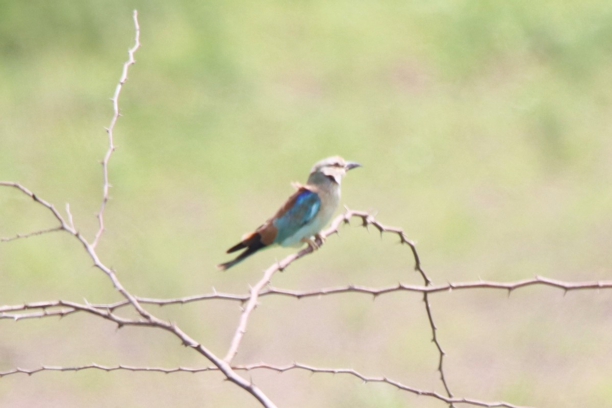 European Roller - ML642316916
