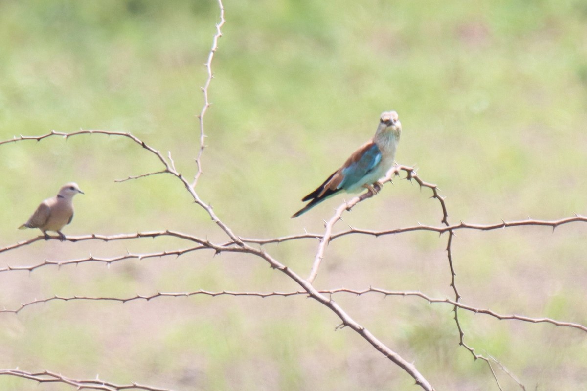 European Roller - ML642316917