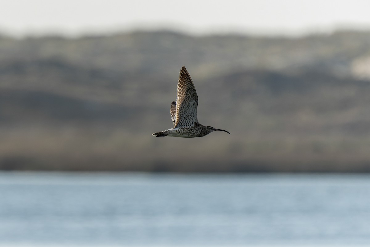 Whimbrel - ML642316919