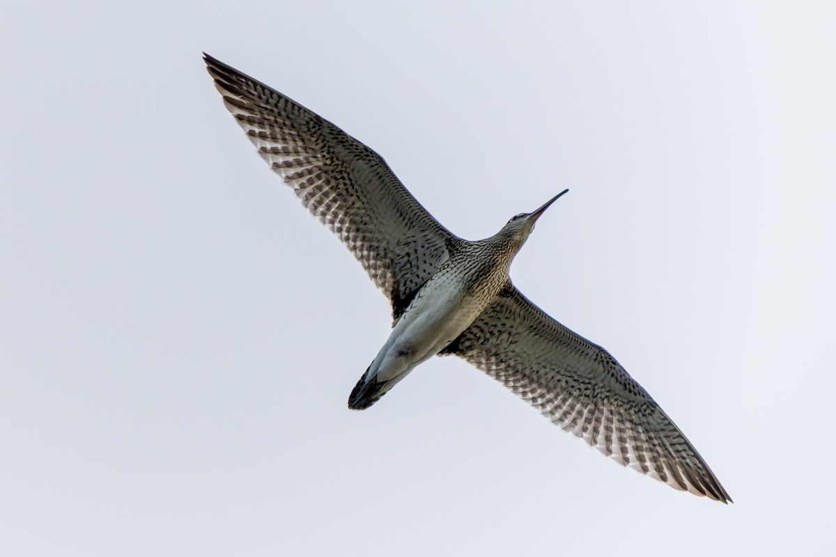 Whimbrel - ML642316920