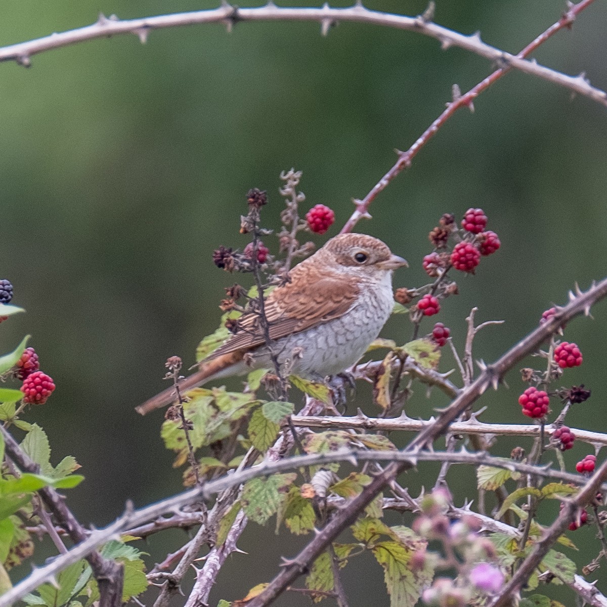 Red-backed Shrike - ML642316921