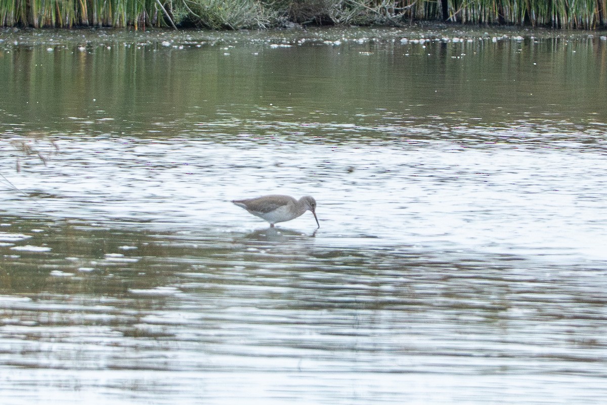 Common Redshank - ML642316922