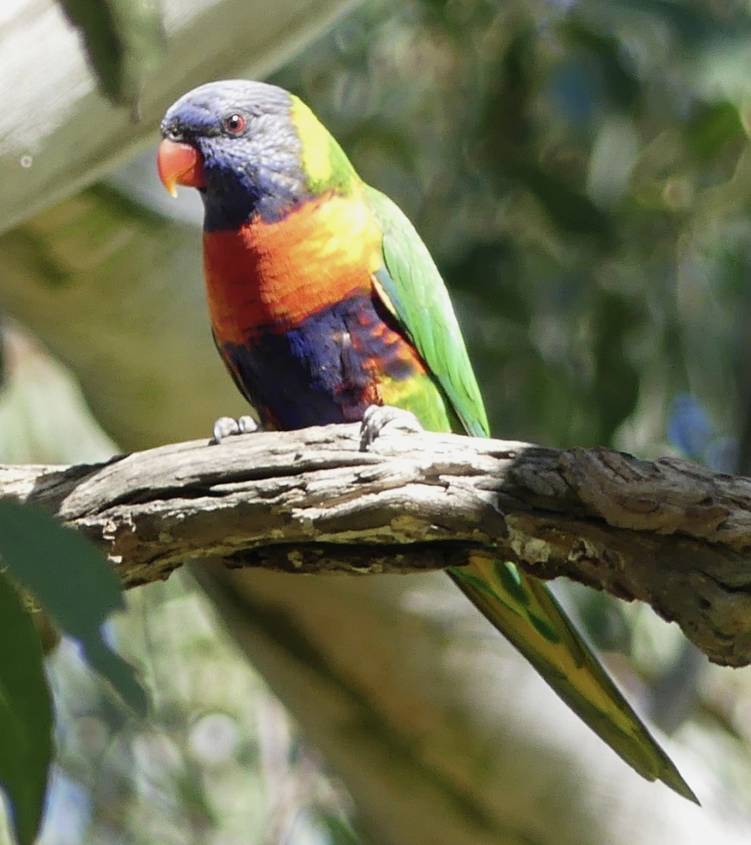 Rainbow Lorikeet - ML642316924